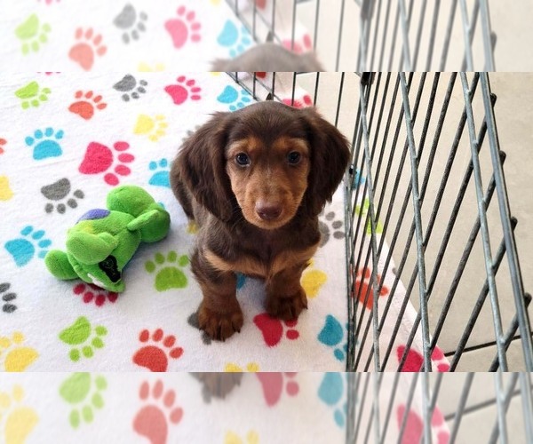Medium Photo #3 Dachshund Puppy For Sale in ORO VALLEY, AZ, USA