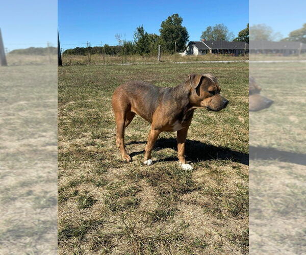 Medium Photo #12 American Staffordshire Terrier-Boxer Mix Puppy For Sale in Bolivar, MO, USA