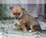 Small #1 Pomsky