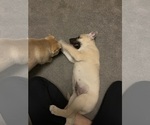 Puppy Sylvester Alaskan Husky-Whippet Mix