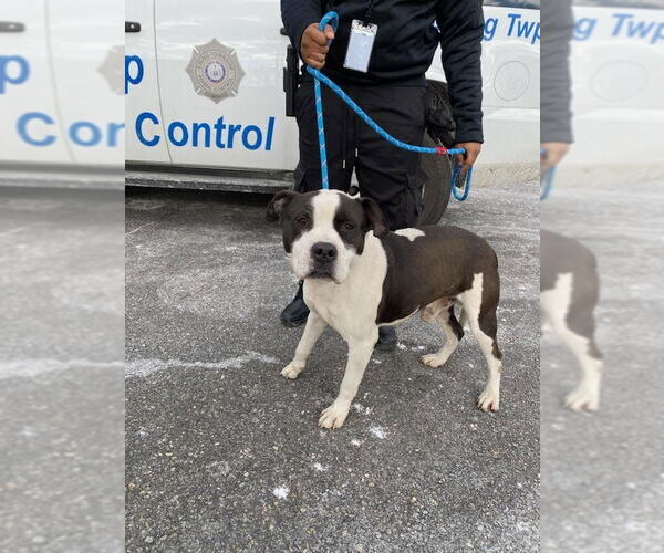 Medium Photo #2 American Staffordshire Terrier Puppy For Sale in Lawrenceville, NJ, USA