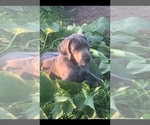Small Photo #2 Great Dane Puppy For Sale in GLENPOOL, OK, USA