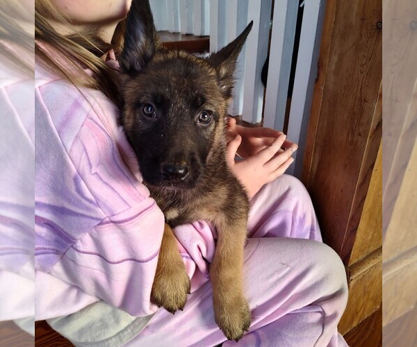 Medium Photo #1 German Malinois Puppy For Sale in MADISON, TN, USA