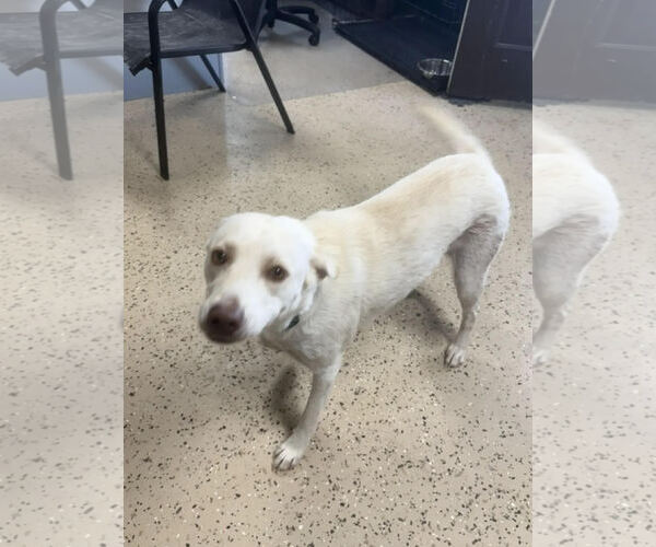 Medium Photo #2 Labrador Retriever-Unknown Mix Puppy For Sale in Albemarle, NC, USA