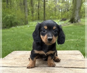 Dachshund Puppy for sale in MIDDLEBURY, IN, USA