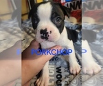 Puppy Porkchop Boston Terrier