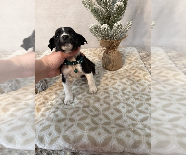 Medium Photo #7 Chihuahua Puppy For Sale in MILNER, GA, USA