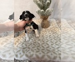 Small #6 Chihuahua