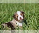Small #1 Miniature Australian Shepherd