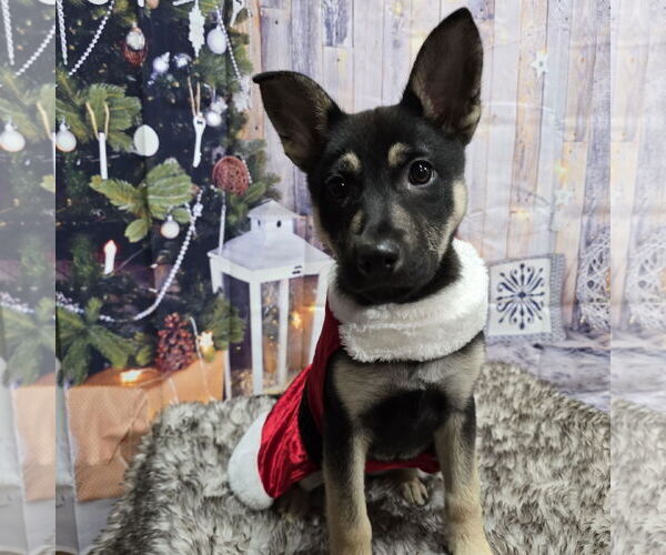 Medium Photo #9 Mutt Puppy For Sale in Fargo, ND, USA