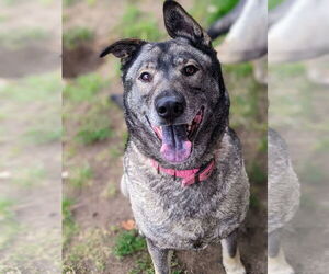 Freida and Dallen - Female Norwegian Elkhound-Unknown Mix Dog for Adoption - Photo #3
