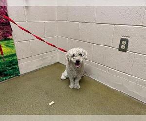 Medium Poodle (Miniature) Mix