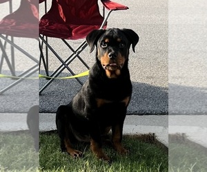 Rottweiler Puppy for sale in DOUGLASVILLE, GA, USA