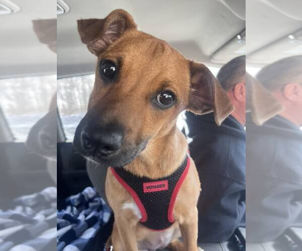 Medium Photo #3 Mountain Cur-Unknown Mix Puppy For Sale in Mount Laurel, NJ, USA