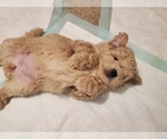 Puppy 3 Poodle (Toy)-Shiranian Mix
