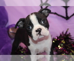 Zellah - Female Boston Terrier Puppy for Sale - Photo #9