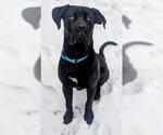 Small Great Dane Mix