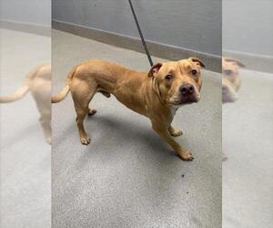 Mutt Dogs for adoption in Las Vegas, NV, USA
