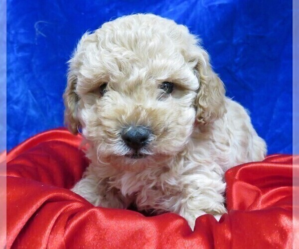 Medium Photo #15 Poodle (Miniature) Puppy For Sale in NORWOOD, MO, USA