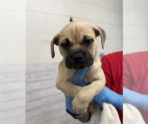 Mastiff Dogs for adoption in San Bernardino, CA, USA