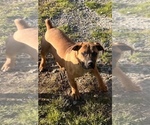 Small Photo #4 Boerboel Puppy For Sale in LITTLE ROCK, AR, USA