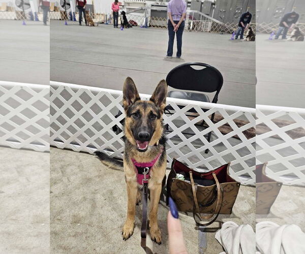 Medium Photo #2 German Shepherd Dog Puppy For Sale in Gretna, NE, USA