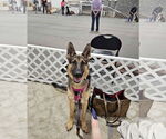Small #1 German Shepherd Dog