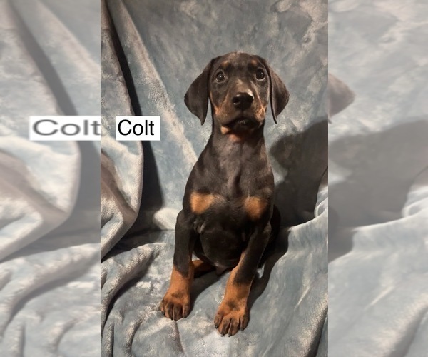 Medium Photo #3 Doberman Pinscher Puppy For Sale in POMEROY, OH, USA
