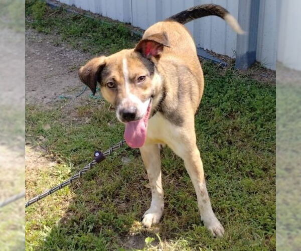 Medium Photo #2 Mutt Puppy For Sale in Canton, CT, USA