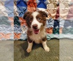 Small Photo #3 Australian Shepherd Puppy For Sale in LEWISBURG, WV, USA