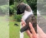 Small Photo #9 Boxer Puppy For Sale in CHESTERFIELD, SC, USA