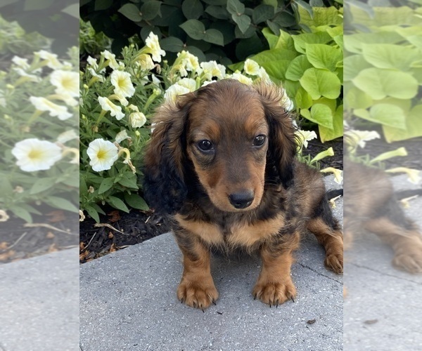 Medium Photo #3 Dachshund Puppy For Sale in CANOGA, NY, USA