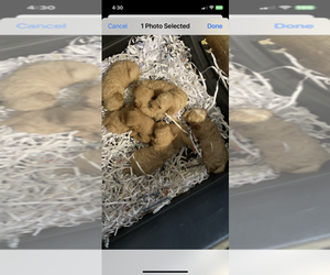 Cavapoo Litter for sale in FREDERICKTOWN, MO, USA