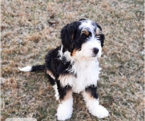 Miniature Bernedoodle Puppy for sale in VALLEJO, CA, USA