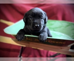 Labrador Retriever Puppy for Sale in RUTHERFORDTON, North Carolina USA