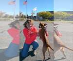 Small Photo #2 Boxador Puppy For Sale in Crystal, MN, USA