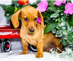 Small #4 Dachshund
