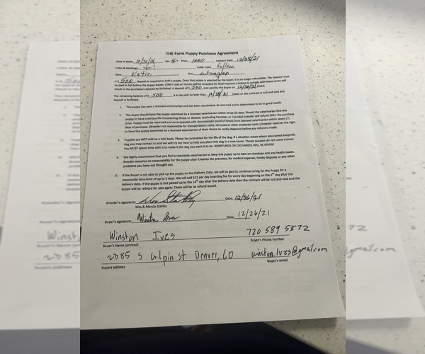 Medium Photo #1 Australian Shepherd Puppy For Sale in MONROE, LA, USA