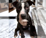 Small #11 American Pit Bull Terrier Mix