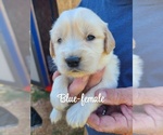 Small #5 Golden Retriever