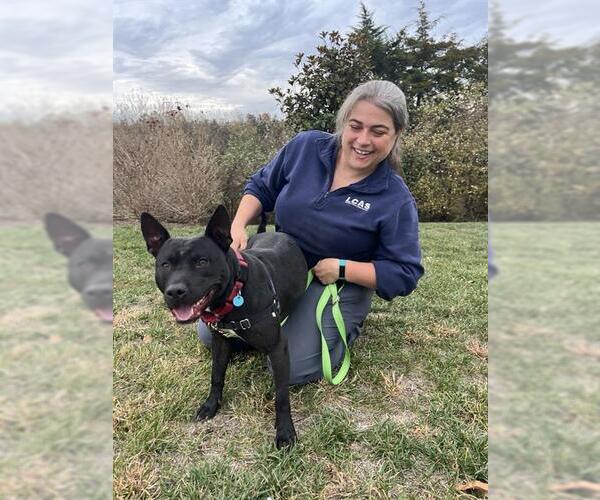 Medium Photo #1 Mutt Puppy For Sale in Waterford, VA, USA