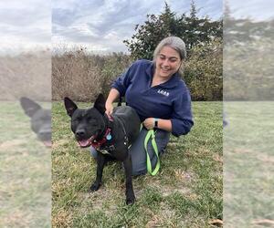 Mutt Dogs for adoption in Waterford, VA, USA