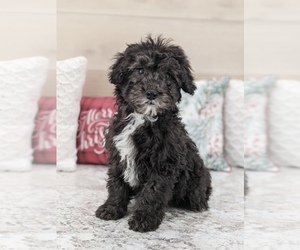Poodle (Miniature)-Sheepadoodle Mix Puppy for sale in NORTH LAWRENCE, OH, USA