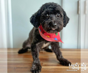 Shih Tzu-Unknown Mix Dogs for adoption in Washington, DC, USA