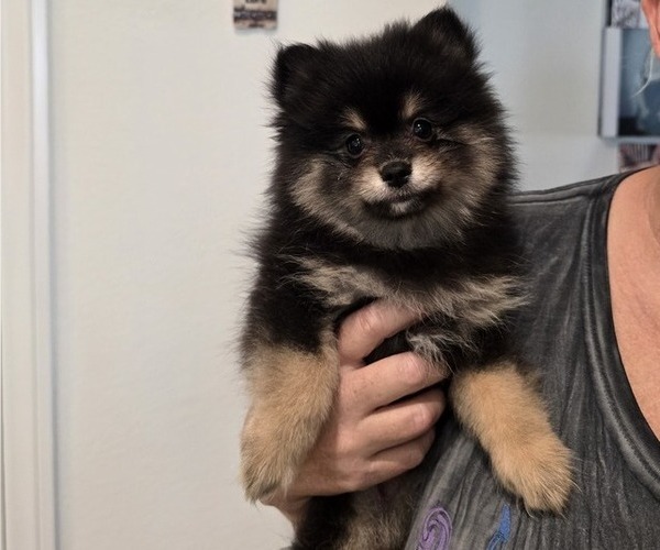 Medium Photo #1 Pomeranian Puppy For Sale in MENIFEE, CA, USA