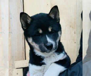 Shiba Inu Puppy for sale in LIBBY, MT, USA