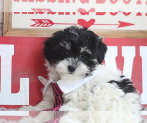 Maltese-Poodle (Toy) Mix Puppy for sale in SEDALIA, MO, USA