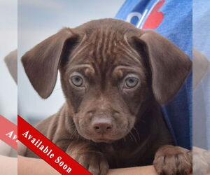 Chihuahua Dogs for adoption in Huntley, IL, USA