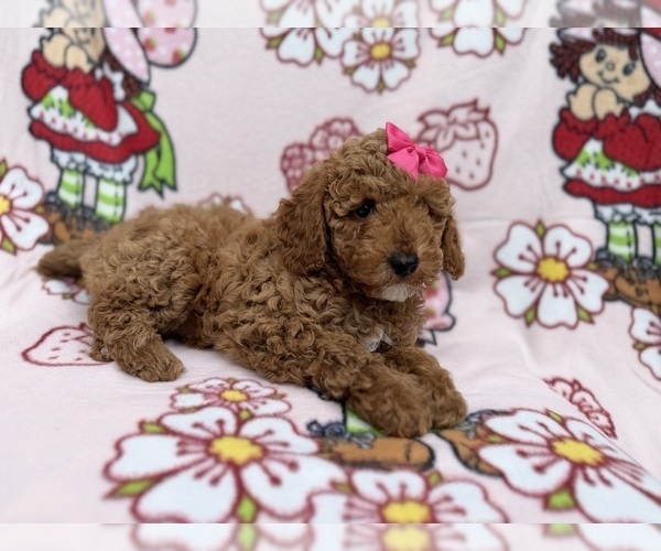 Medium Photo #4 Cock-A-Poo Puppy For Sale in LAKELAND, FL, USA