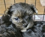 Small Photo #7 Yorkshire Terrier Puppy For Sale in SARASOTA, FL, USA